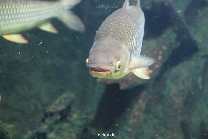 duesseldorf-aquazoo-209