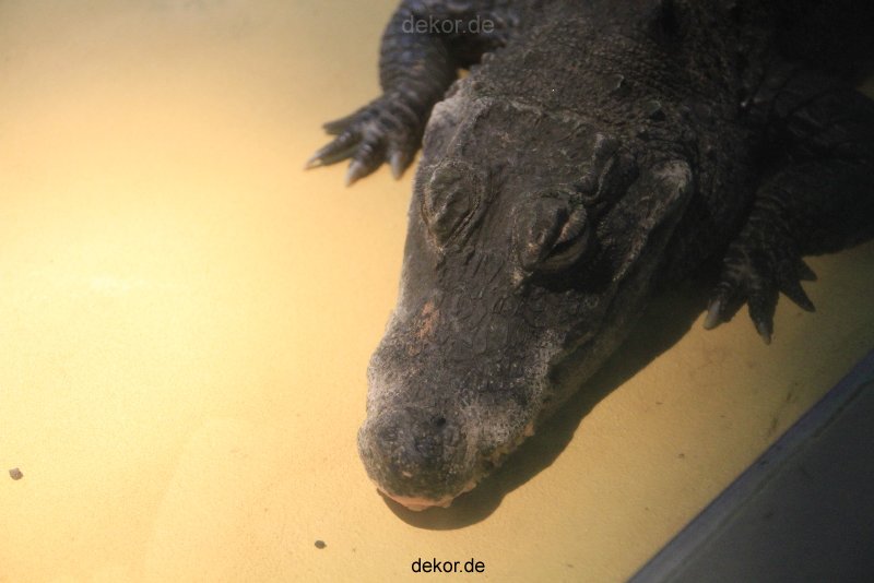 duesseldorf-aquazoo-216
