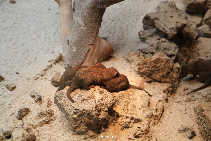 duesseldorf-aquazoo-248