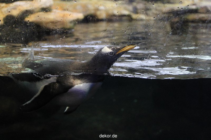 duesseldorf-aquazoo-256