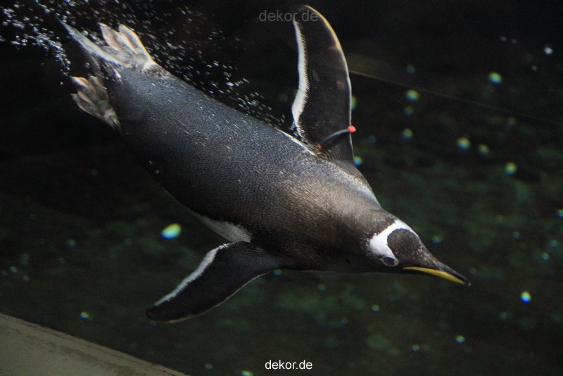 duesseldorf-aquazoo-258