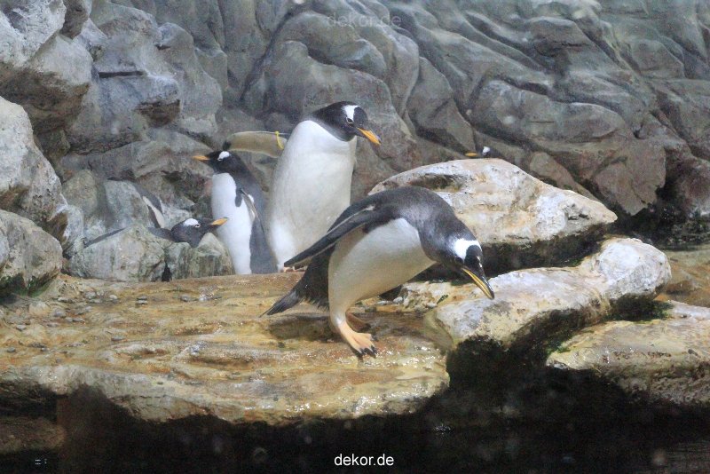 duesseldorf-aquazoo-262