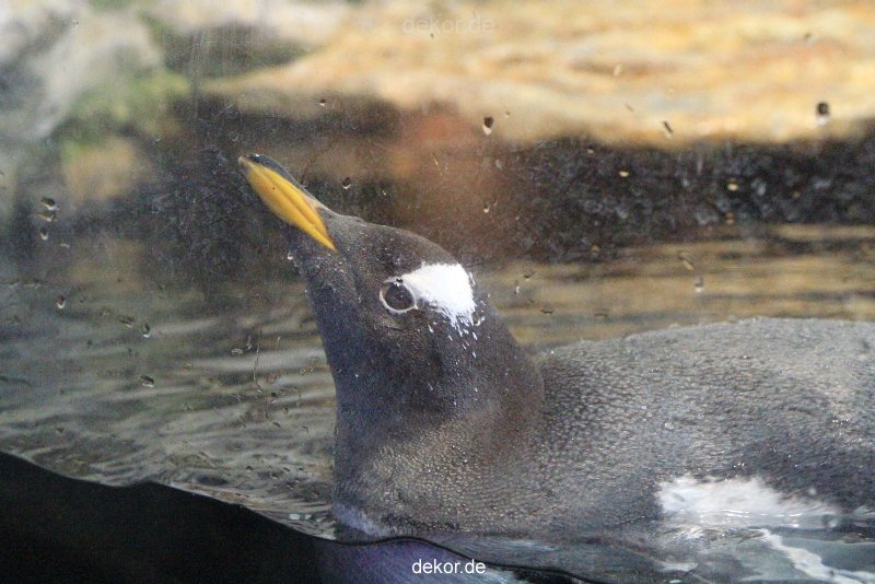 duesseldorf-aquazoo-273