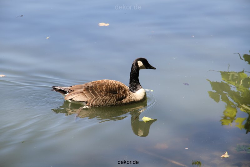 duesseldorf-schloss-benrath-tiere-001