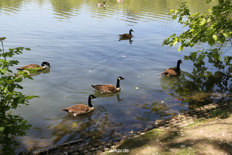 duesseldorf-schloss-benrath-tiere-002