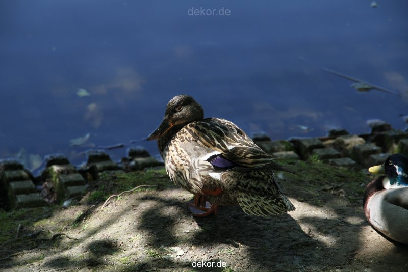 duesseldorf-schloss-benrath-tiere-005