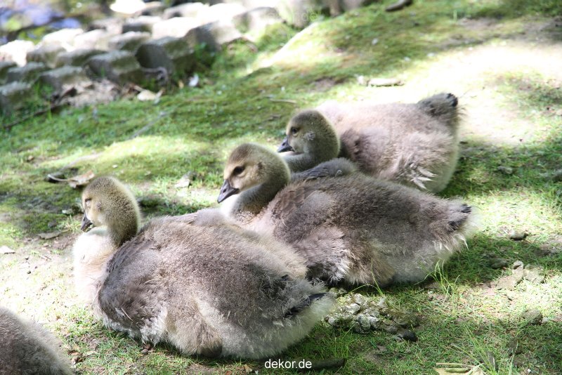 duesseldorf-schloss-benrath-tiere-007