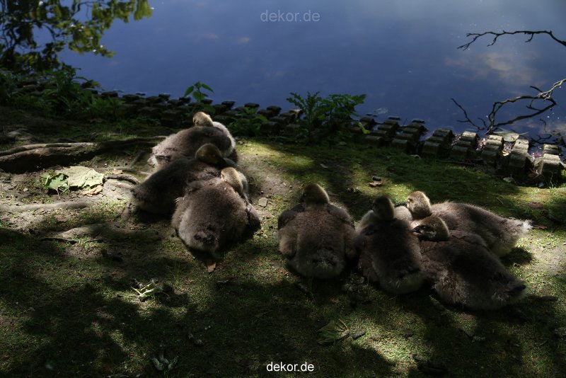 duesseldorf-schloss-benrath-tiere-013