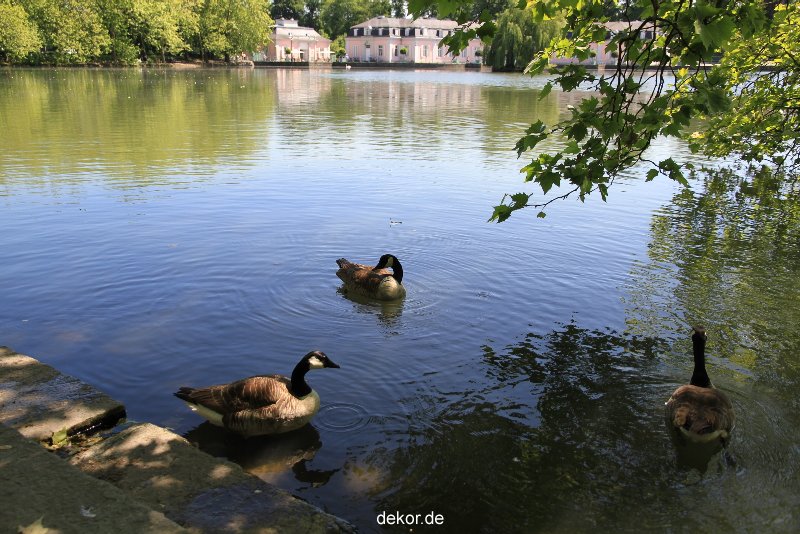 duesseldorf-schloss-benrath-tiere-016
