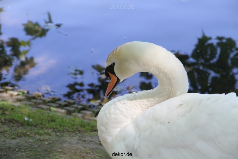 duesseldorf-schloss-benrath-tiere-022