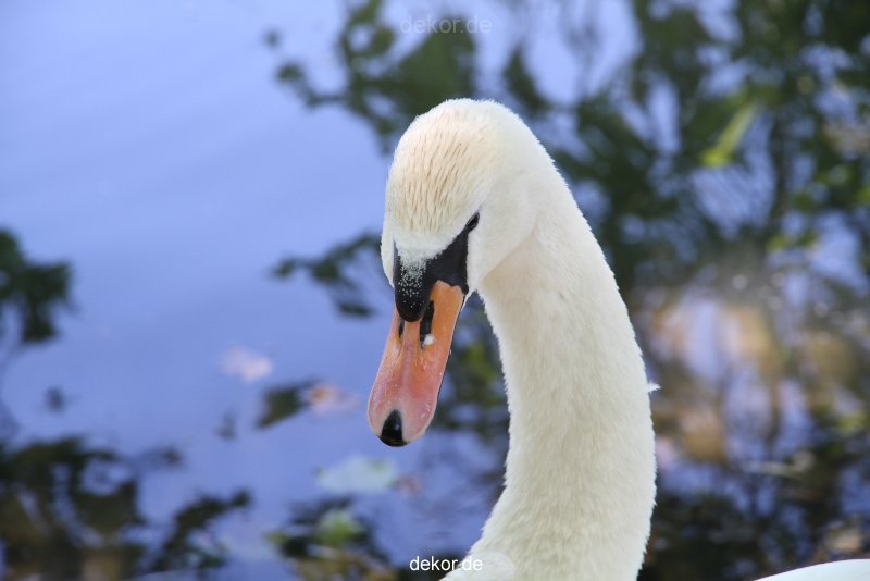 duesseldorf-schloss-benrath-tiere-029