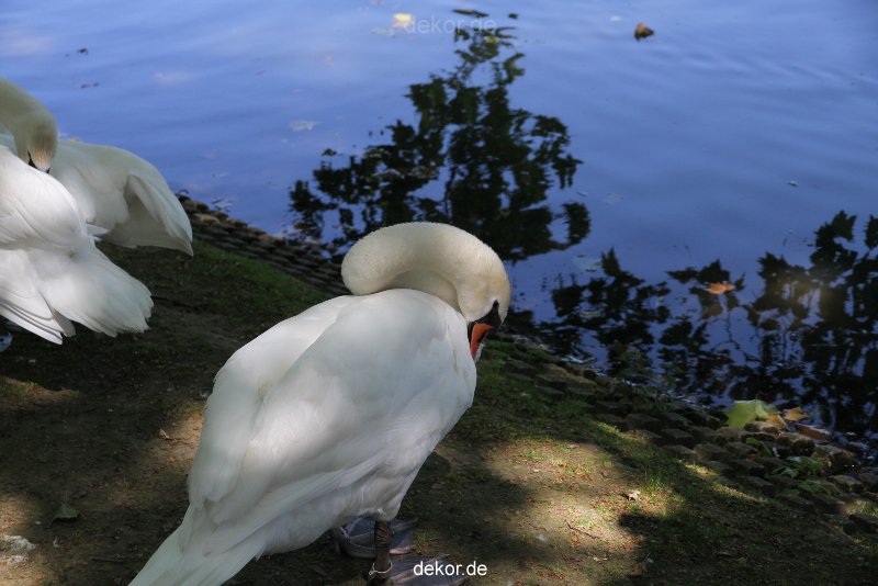duesseldorf-schloss-benrath-tiere-032