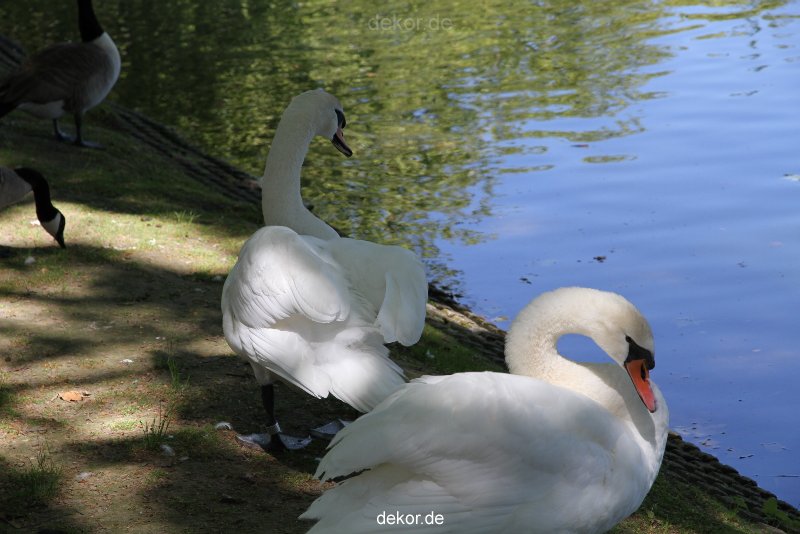 duesseldorf-schloss-benrath-tiere-035