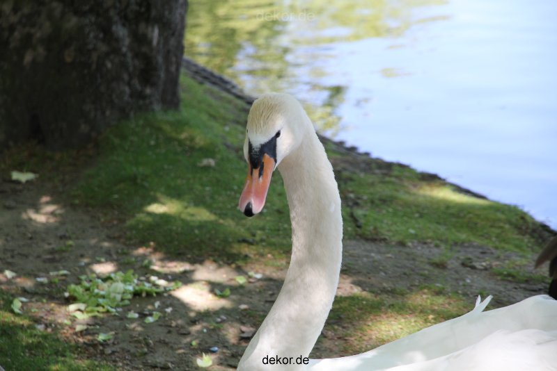 duesseldorf-schloss-benrath-tiere-037