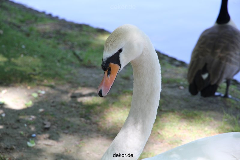 duesseldorf-schloss-benrath-tiere-038
