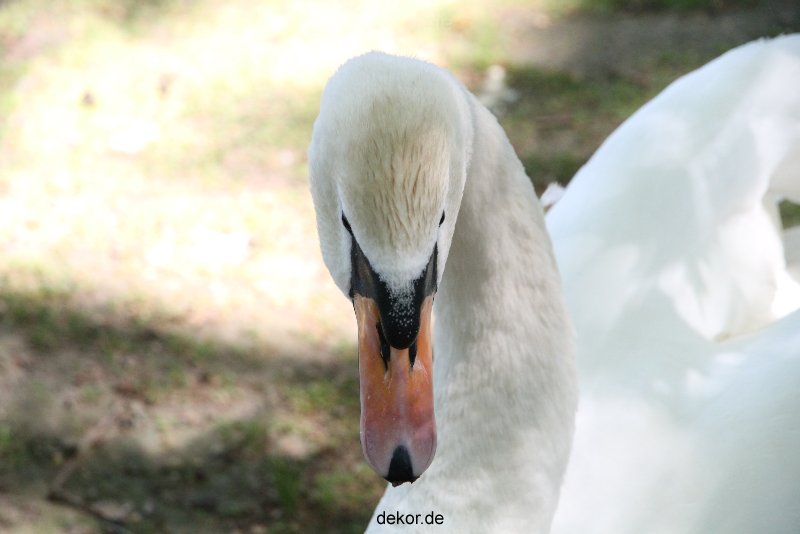 duesseldorf-schloss-benrath-tiere-039