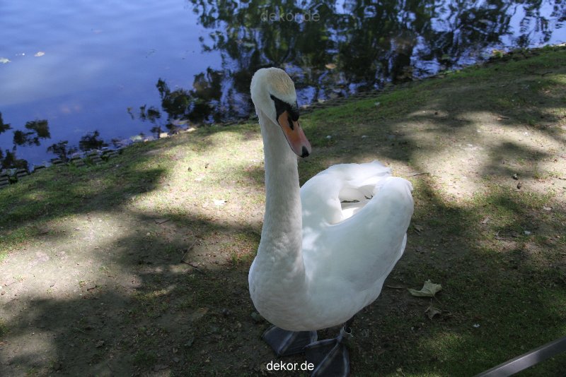 duesseldorf-schloss-benrath-tiere-041