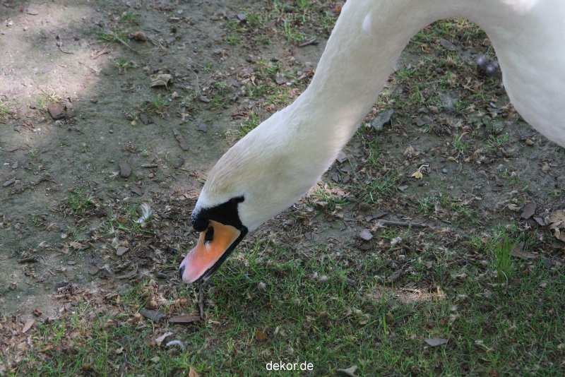 duesseldorf-schloss-benrath-tiere-042