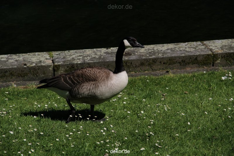 duesseldorf-schloss-benrath-tiere-051