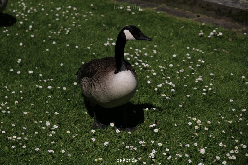 duesseldorf-schloss-benrath-tiere-052