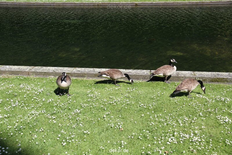 duesseldorf-schloss-benrath-tiere-053