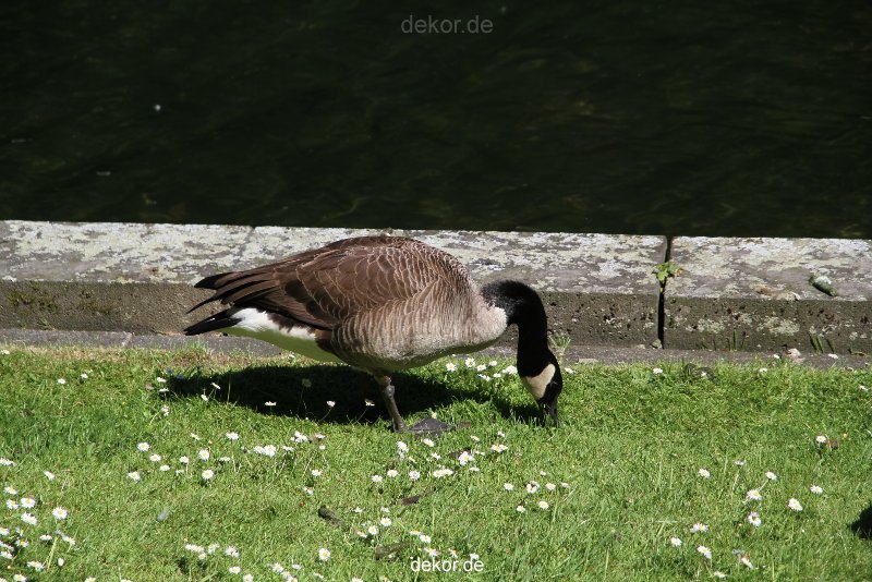 duesseldorf-schloss-benrath-tiere-054