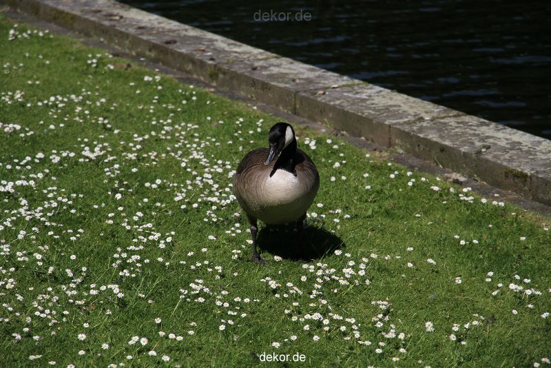 duesseldorf-schloss-benrath-tiere-055
