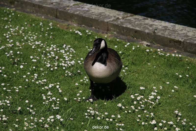 duesseldorf-schloss-benrath-tiere-056