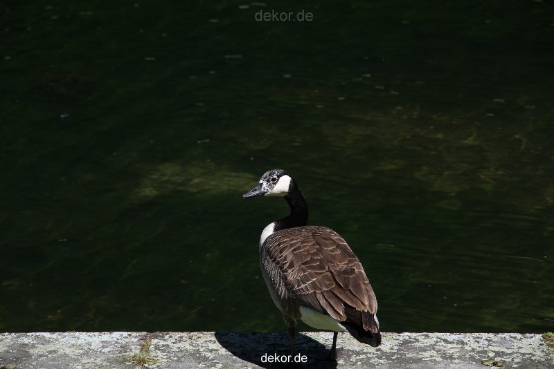 duesseldorf-schloss-benrath-tiere-057