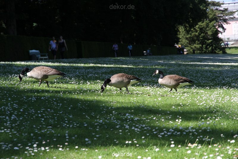 duesseldorf-schloss-benrath-tiere-059
