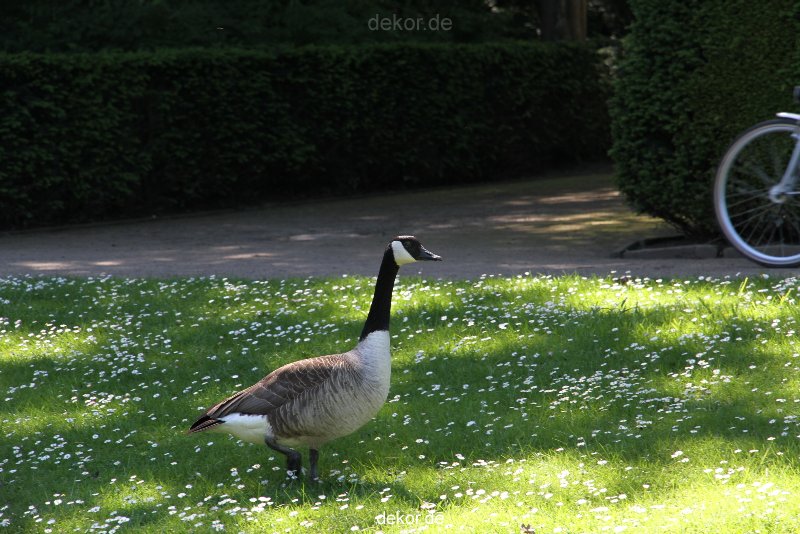 duesseldorf-schloss-benrath-tiere-060