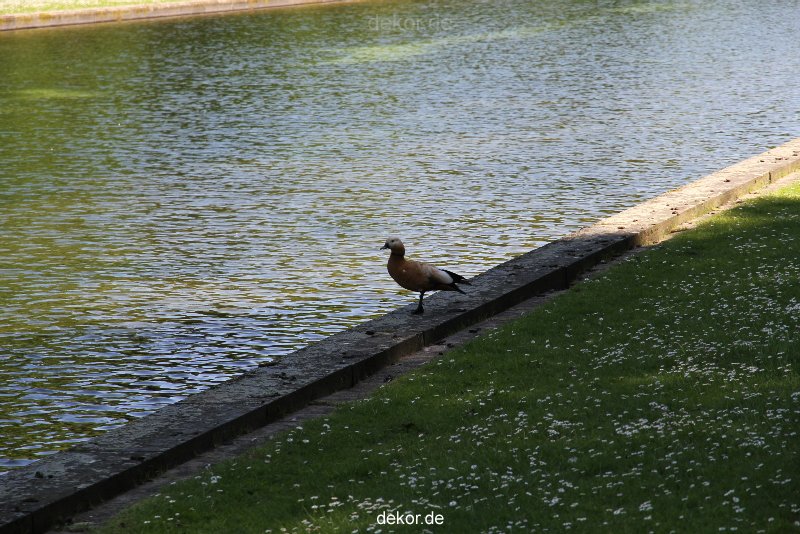 duesseldorf-schloss-benrath-tiere-061