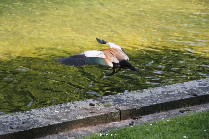 duesseldorf-schloss-benrath-tiere-066