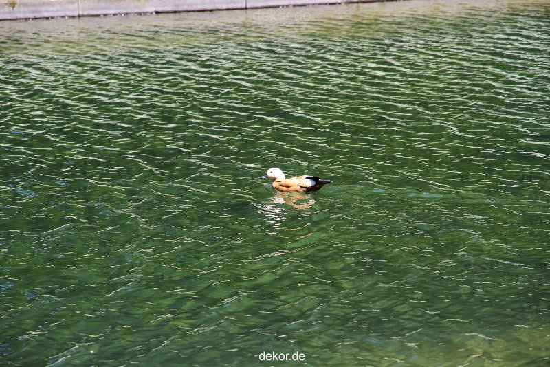 duesseldorf-schloss-benrath-tiere-074