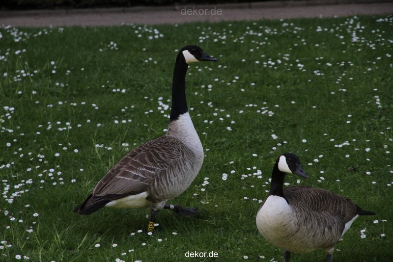 duesseldorf-schloss-benrath-tiere-075