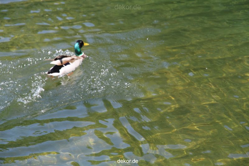 duesseldorf-schloss-benrath-tiere-085