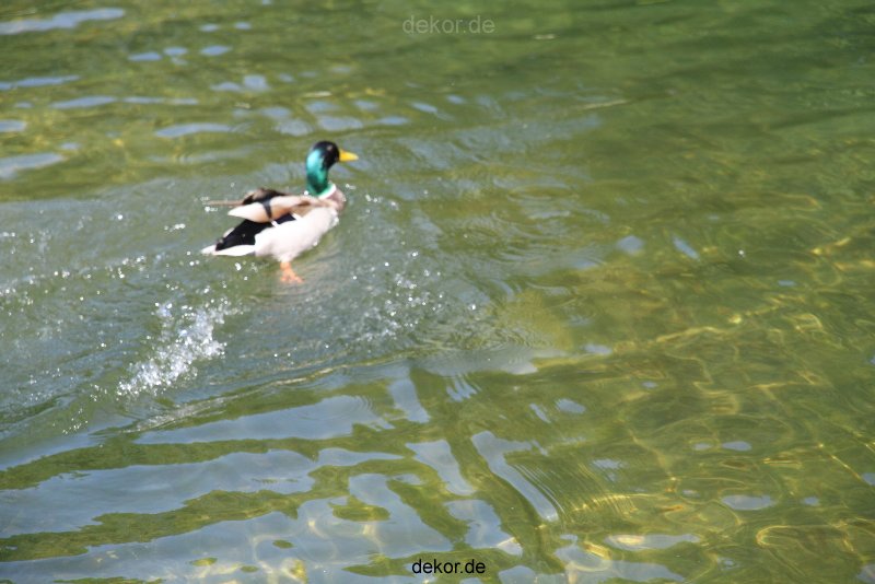 duesseldorf-schloss-benrath-tiere-086