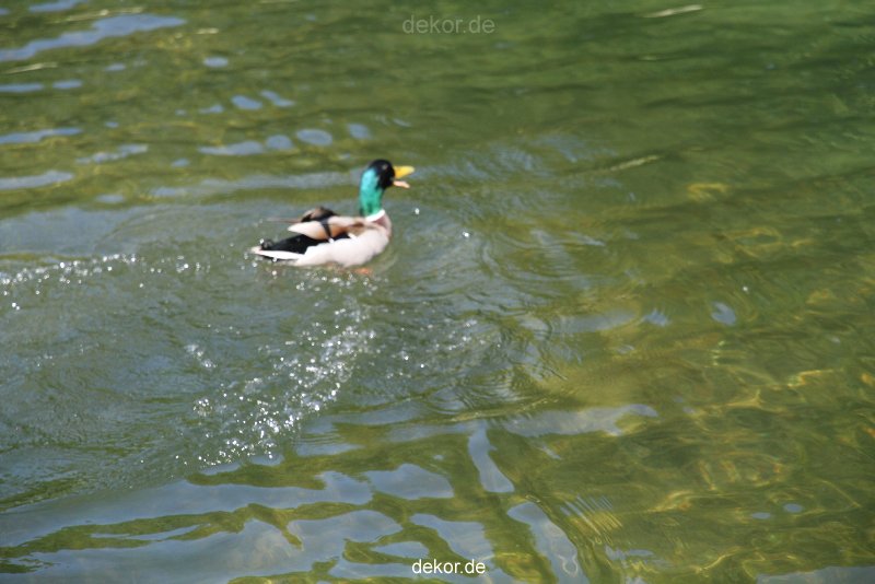 duesseldorf-schloss-benrath-tiere-088