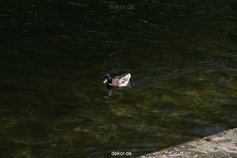 duesseldorf-schloss-benrath-tiere-090
