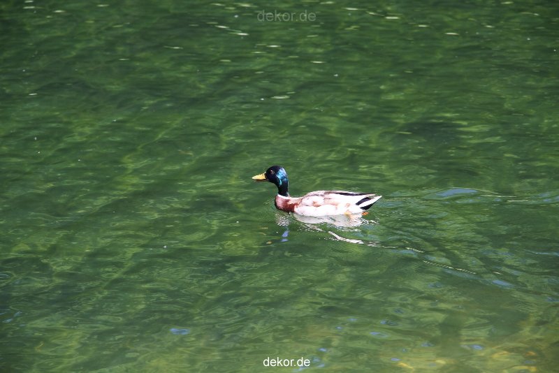 duesseldorf-schloss-benrath-tiere-092