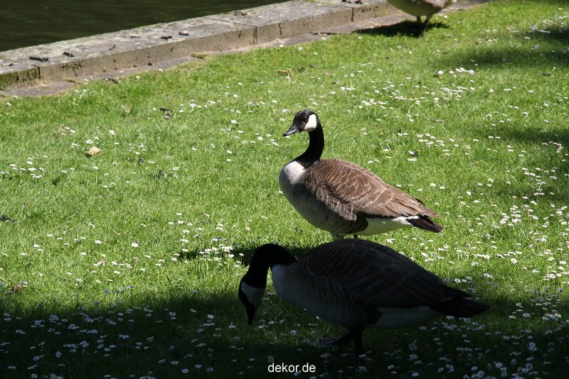 duesseldorf-schloss-benrath-tiere-095