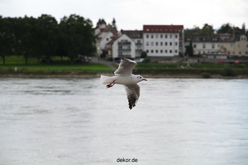 neuwied-ort-032