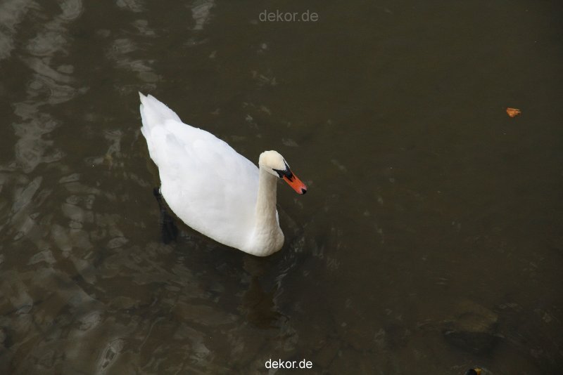 neuwied-ort-033