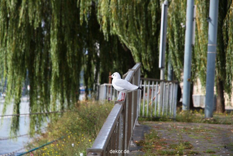 neuwied-ort-038