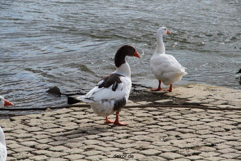 neuwied-ort-042