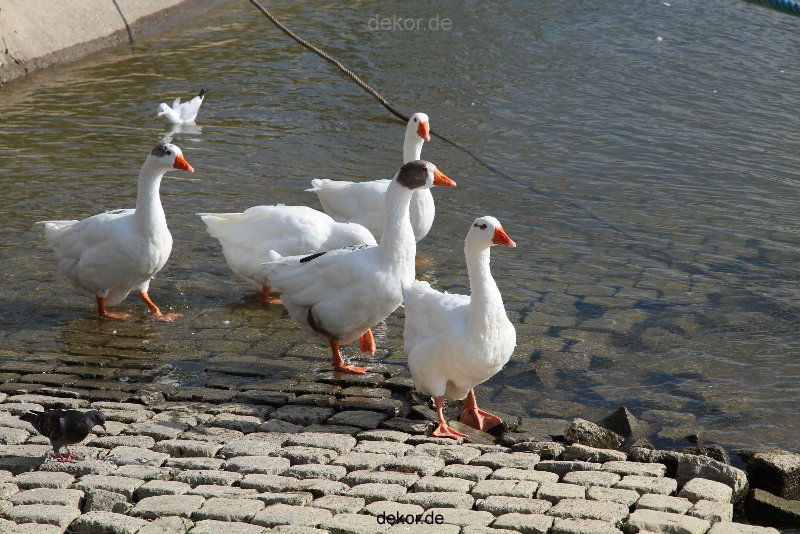 neuwied-ort-050