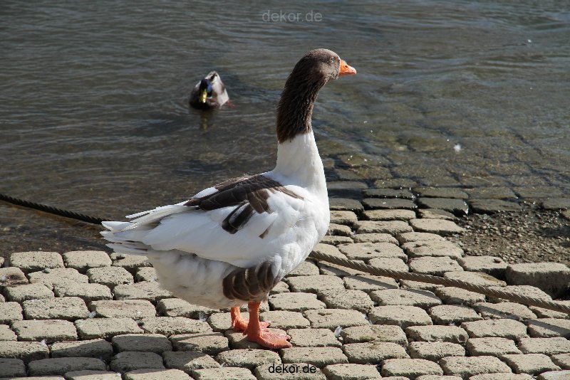 neuwied-ort-053