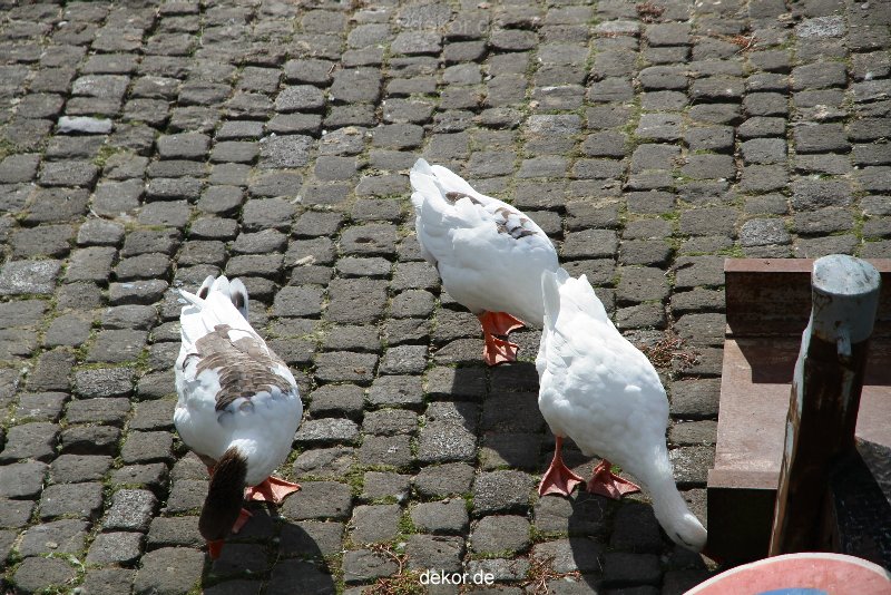 neuwied-ort-074