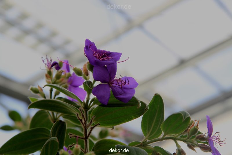 wuppertal-hardt-botanischer-garten-2013-003