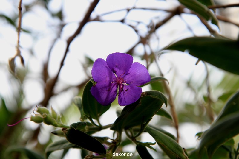 wuppertal-hardt-botanischer-garten-2013-004